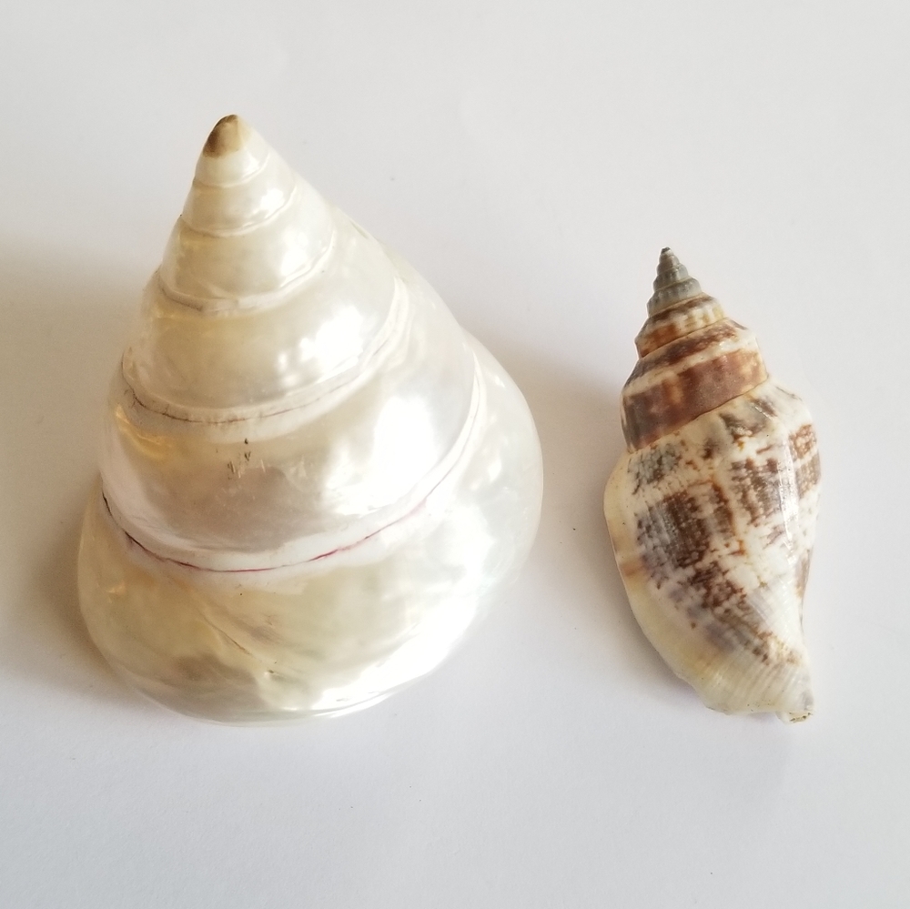 Two seashells spiral shells beach coastal white tan decor ocean sea mermaid